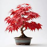 Japanese Red Maple Sapling 12–16 Inch Tall – Vibrant Red Foliage, Fast-Growing Ornamental Tree for Garden, Balcony, Office & Home Decor, Indoor Outdoor Usage (1 Plant per Pack)