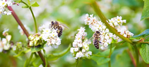1000 Samen Buchweizen Fagopyrum esculentum Bienenweide Gründünger Vogelfutter