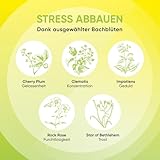 RESCURA PLUS Bachblüten Mentale Balance, 10 ml I Bachblütenmischung mit Vitaminen für mehr Balance I ehemals Rescue das Original