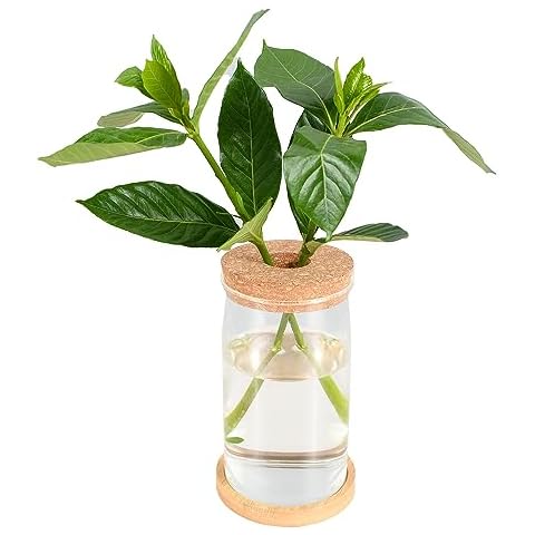 Mixbird Clear Glass Vase with Lid and Bamboo Holder Cover