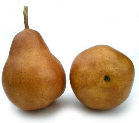 Artificial Brown Bartlett Pear, Box of 12
