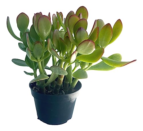 The Waterspout Southern California Large Rooted Jade Plant 10" Inch Tall Succulent Cacti Live Plants Pot (Crassula Ovata 'Lucky Money Plant') #TOP6