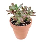 California Sunset Succulent - Live Starter Plant in a 2 Inch Pot - Graptosedum Purple - Beautiful Indoor Outdoor Succulent Houseplant