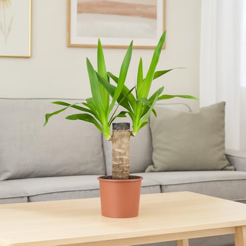 Prickle Plants Yucca - Architectural Indoor Yucca with Upright Spiky Foliage, Hardy Easy Care Plant for Stylish Home or Office (40-50cm incl. 12cm Pot)