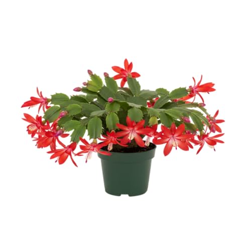 Schlumbergera Natural (Cactus de Navidad) Floración Invernal | DECOALIVE