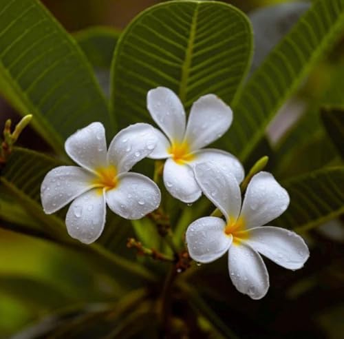 Aceite Absoluto de Frangipani Orgánico Puro 1 mL miniatura 3