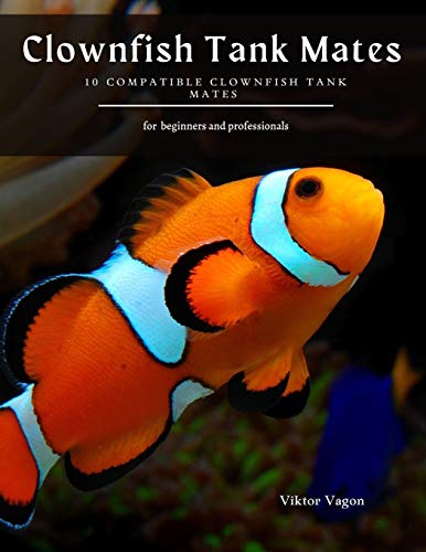 Clownfish Tank Mates: 10 Compatible Clownfish Tank Mates