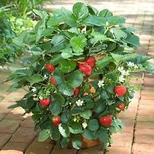 Puspita Nursery Live Hybrid Strawberry Fruit Plant Sweet and Rasaali All Weather Adjustable Rare Exotic Tropical Variety