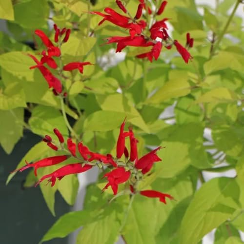 salvia comprare semi, giardino roccioso da giardino resistenti di salvia resistenti biologici, perenni 80pcs