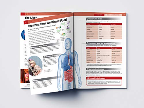 Image of Human Body - Stomach And Digestive System: Knowledge Encyclopedia For Children