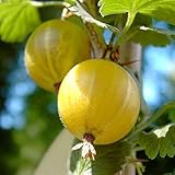 hochstamm Der Standort sollte sonnig bis halbschattig sein.