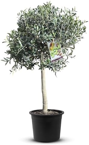 Árbol de olivo muy tronco de 100 cm, circunferencia de tronco: 6-...