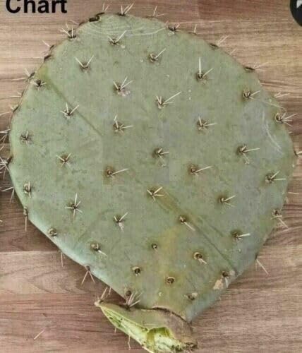 Miniatura 4 de 1 almohadilla de cactus de tuna de fruta roja, Opuntia engelmannii, resistente al frío, Nopal