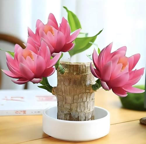 Joyodor Lucky Wood Plant, Small Indoor Plant, Brazilian Wood Plants, About to Sprout, Office Desk Ornaments, Kitchen, Living Room (Pink)