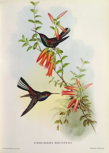 Tableaux Graffiti Art Mural Oiseau par John Gould Impression Moderne 60x90cm