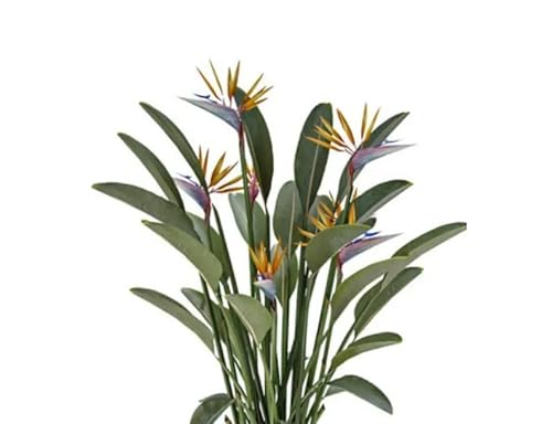 Muda De Strelitzia Ou Estrelítzia Ornamental Para Paisagismo