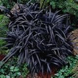 3 Containers of 2.5 Inch Pots of Black Mondo Decorative Grass, Nicely Rooted