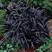 3 Containers of 2.5 Inch Pot of Black Mondo Decorative Grass, Nicely Rooted