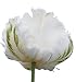 5 White Parrot Tulip Bulbs - Fresh Bulbs from Holland October 2019