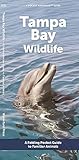 Tampa Bay Wildlife (Nature Observation North America)