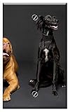 Single-Gang Blank Wall Plate Cover - Dogs Studio Low-Key Canine Animal Pet-Portrait