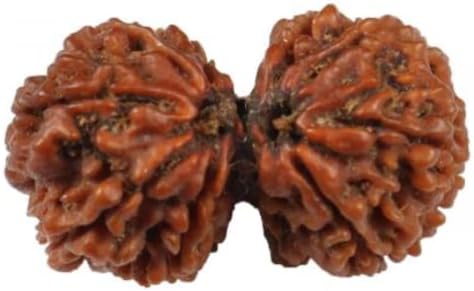Trisha GEMS Stone Real Gauri Shankar Rudraksha Natural Precious Collection Nepal Certified by Authority Lab