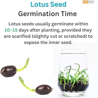 Lotus Seeds - Lotus Seed for Planting in Water | Japanese Rainbow Lotus Flower Seeds, All Season Water Garden Plant, Home and Balcony Growing (20 Pcs)