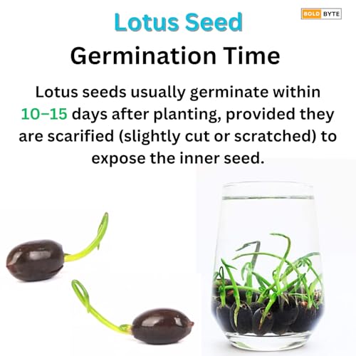 Lotus Seeds - Lotus Seed for Planting in Water | Japanese Rainbow Lotus Flower Seeds, All Season Water Garden Plant, Home and Balcony Growing (20 Pcs)