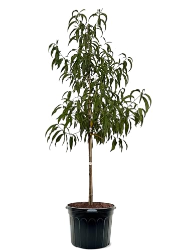 Flordaprince Peach Tree, Southern Variety, Low Chill Hours, Delicious Peaches, Early Harvest, 3-4 ft Tree Height, 7 gal Nursery Pot (Due to Agricultural Laws, we Cannot Ship to CA, AZ, AK, or HI)