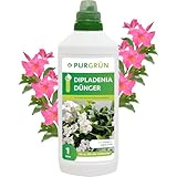Purgrün