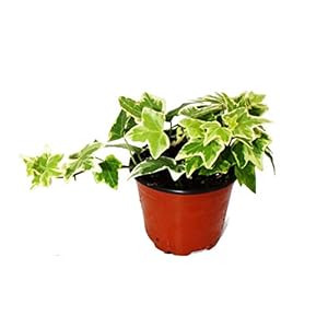 Exotenherz Hedera Helix Weißbunt Efeu 9cm Topf