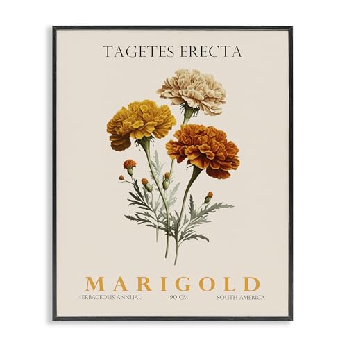 Stupell Industries 'Natural Marigold Bundle'�A�z����W�[�N���[�A�[�g�A�u���b�N�A60.5 x 30.8cm�A�|���₷�����A�č����AChristopher Giampietro