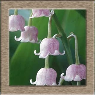 Kucus Lily of The Valley Flower Bonsai, Bell Orchid Bonsai, Rich Aroma, Seed Flower Bonsai, Multi-Colored Orchids-20pcs - (Color: Purple)