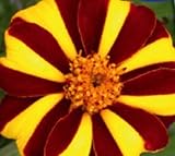 Seeds & Plants Shop by Ipsa