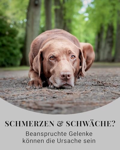 LEO LÖWENHERZ Leckerlis Grow & Dance - 370g - Funktionsleckerlis für Hunde - Gelenke - 100% Natur - Zuckerfrei - Futterergänzung - Made in Germany