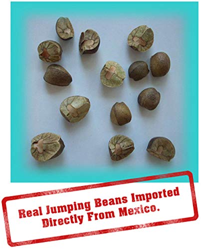 Miniatura 7 de 30 granos de salto mexicanos vivos 6 estuches con 5 frijoles en cada caso