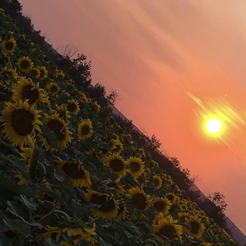 Field Guide feat. Dizzy