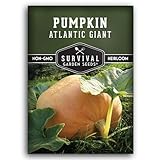 Atlantic Giant Pumpkin Seeds for Planting | Heirloom Non-GMO Variety to Grow Huge Competition Pumpkins for Garden or State Fair – Survival Garden Seeds (1 Pack)