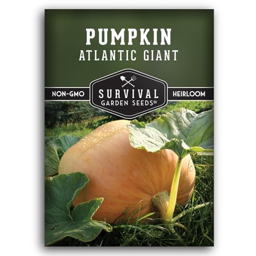 Atlantic Giant Pumpkin Seeds for Planting - 1 Pack