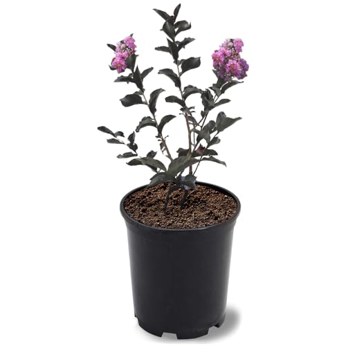 Purely Purple Black Diamond Crape Myrtle, 1 gal. Nursery Pot, 12-18 in Tree Height (Due to...