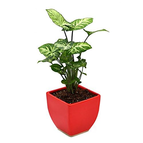 Image of Live Indoor Plants with Decorative Pot for Living Room, Balcony and Garden (3Inch Pot, Assorted Colour) (Syngonium)