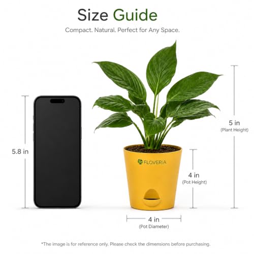 Image of Lily Plant Live Indoor | Peace Lily Air Purifying Plant | Live Indoor House Plant for Home, Office & Bedroom | Easy Care Decorative Green Plant in Nursery Pot | Natural Home Decor Gift