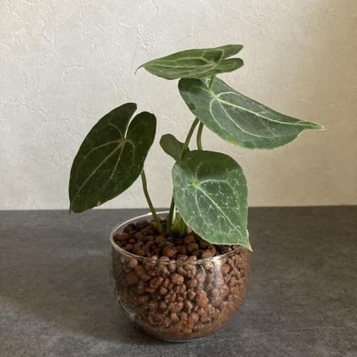 観葉植物 ハイドロカルチャー アンスリウム」の人気商品一覧