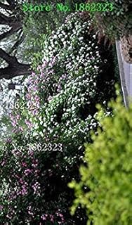 RIC 6: 50 pezzi 9 semi di Colore Petunia Semi Hybrida Bonsai impianto Casa Giardino Balcone Petunia Fiore: Only Seeds