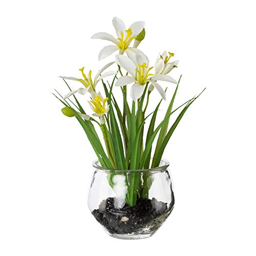 Iovivo Krokus im Glas, ca. 21 cm Cover