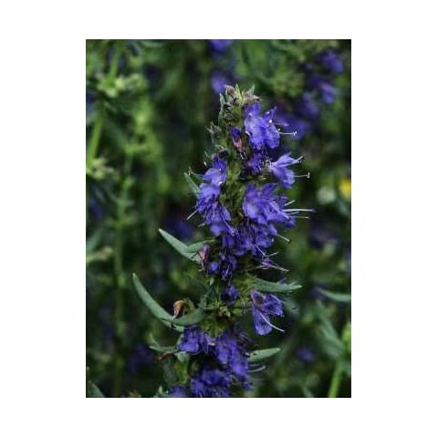 PREMIER SEEDS DIRECT - HYSSOP Cover