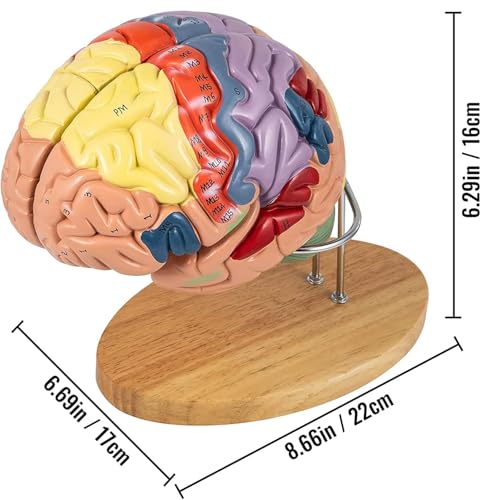 Mannequin humain de taille réelle détachable AMITD avec code couleur éducatif - 7