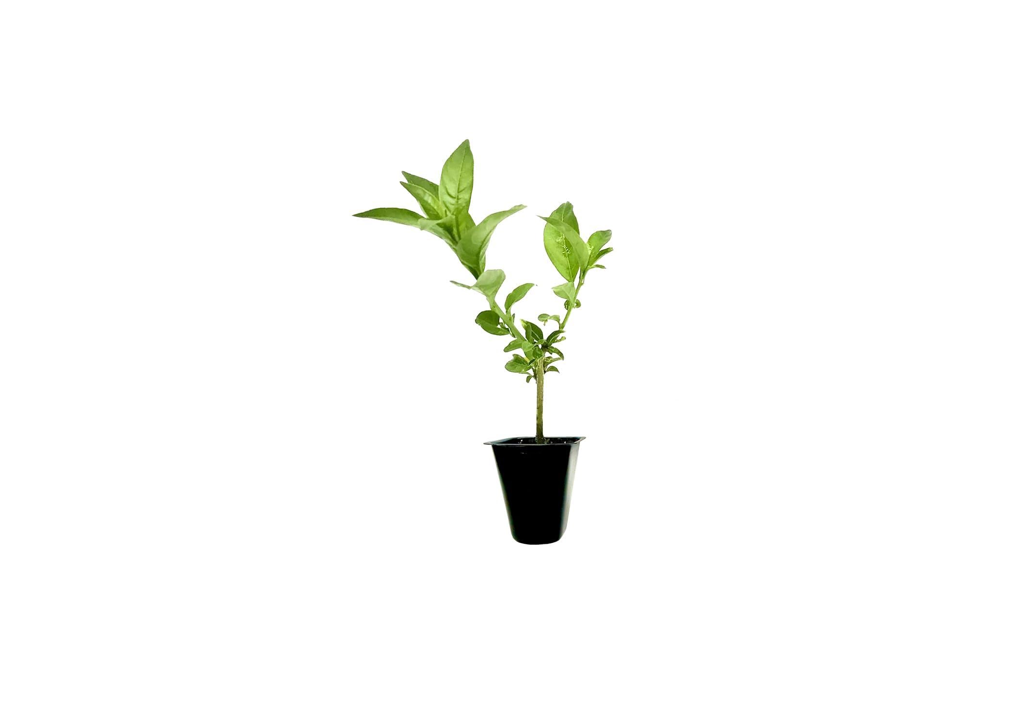 Night Blooming Jasmine