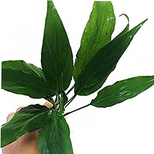 Spathiphyllum Wallisii Bundle Live Aquarium Decorations Aquatic Plants for Fish Tank by Mainam