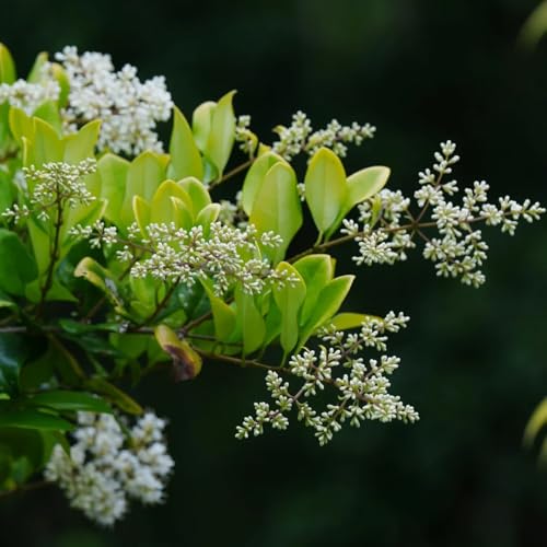 Semillas de seto de aligustre, arbustos en resistentes Ligustro lucidum - verdes en resistentes al aire libre exóticas 400pcs